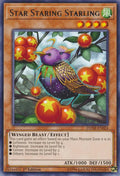 Star Staring Starling [DANE-EN024] Rare